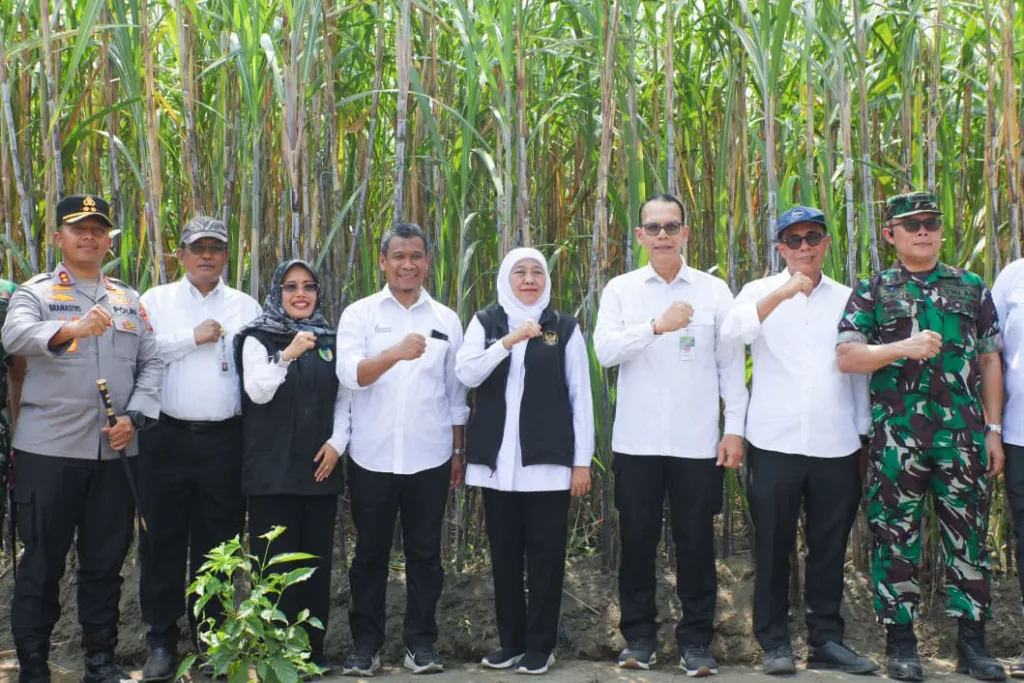 Gubernur Khofifah Tanam Perdana Program Bongkar Ratoon Tebu Serentak