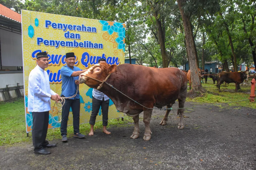 Rajut Kebersamaan, Brigif 2 Marinir Gelar Shalat Idul Adha 1447 H dan Salurkan Puluhan Hewan Kurban