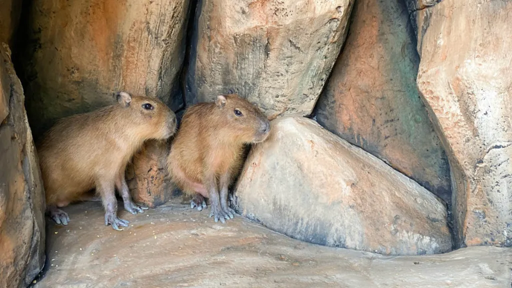 Keluarga Satwa Baru Capybara Hadir di Solo Safari, Sambut Libur Panjang HUT ke-81 Republik Indonesia
