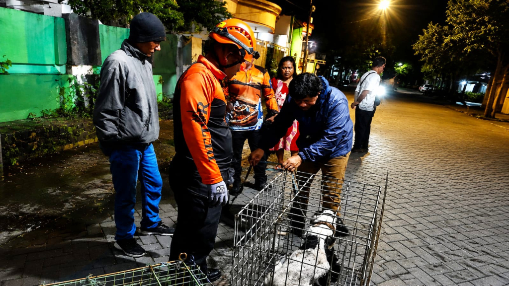 Robby Berjibaku Jinakkan Anjing Lepas Usai Lukai Warga Petemon Surabaya