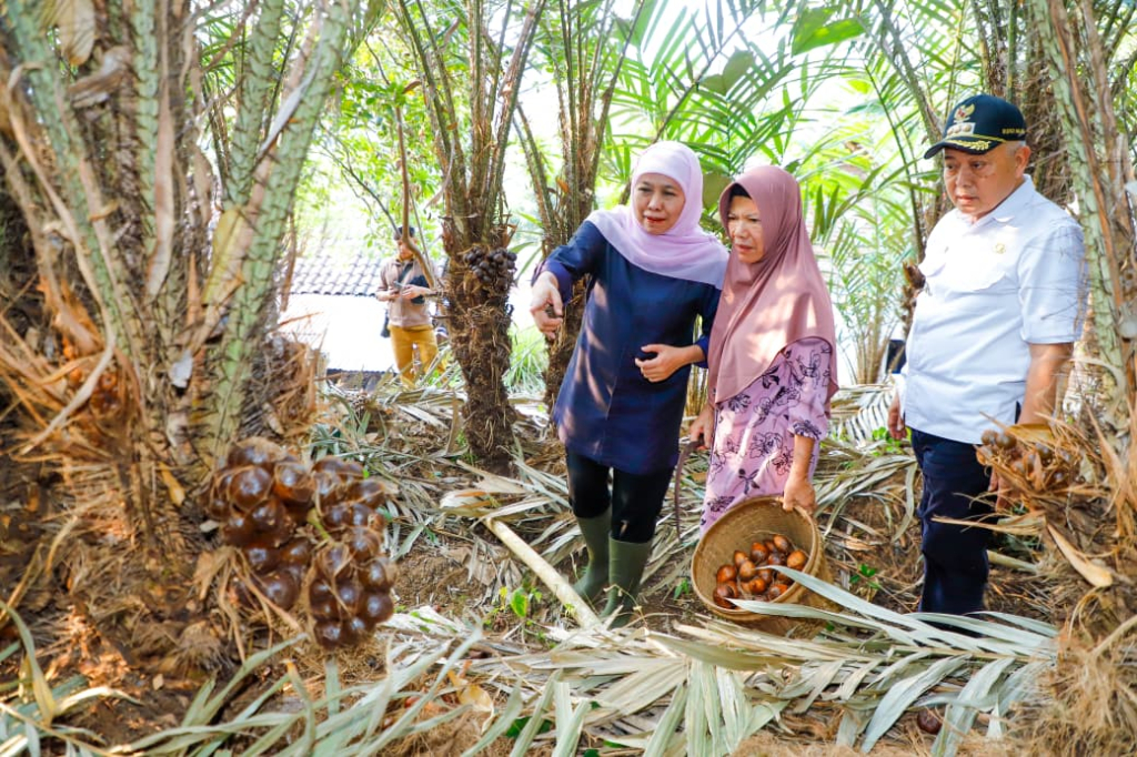 Panen Salak Madu di Desa Wonoagung Malang