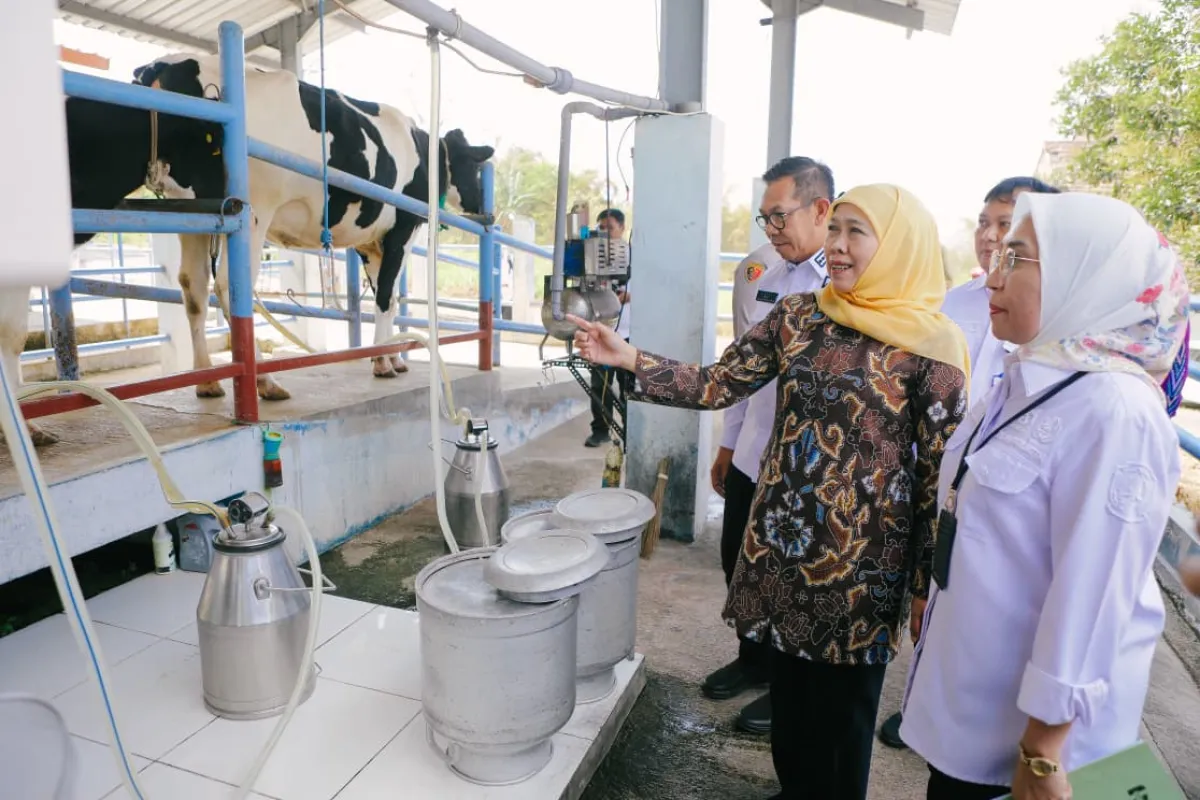 Gubernur Khofifah Tinjau UPT Sapi Perah di Batu, Dorong Produktivitas dan PAD