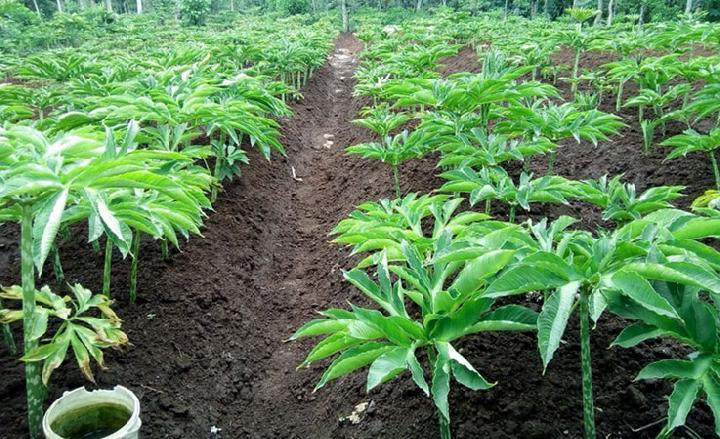 Pemkab Sampang Ajak Petani Budidaya Porang